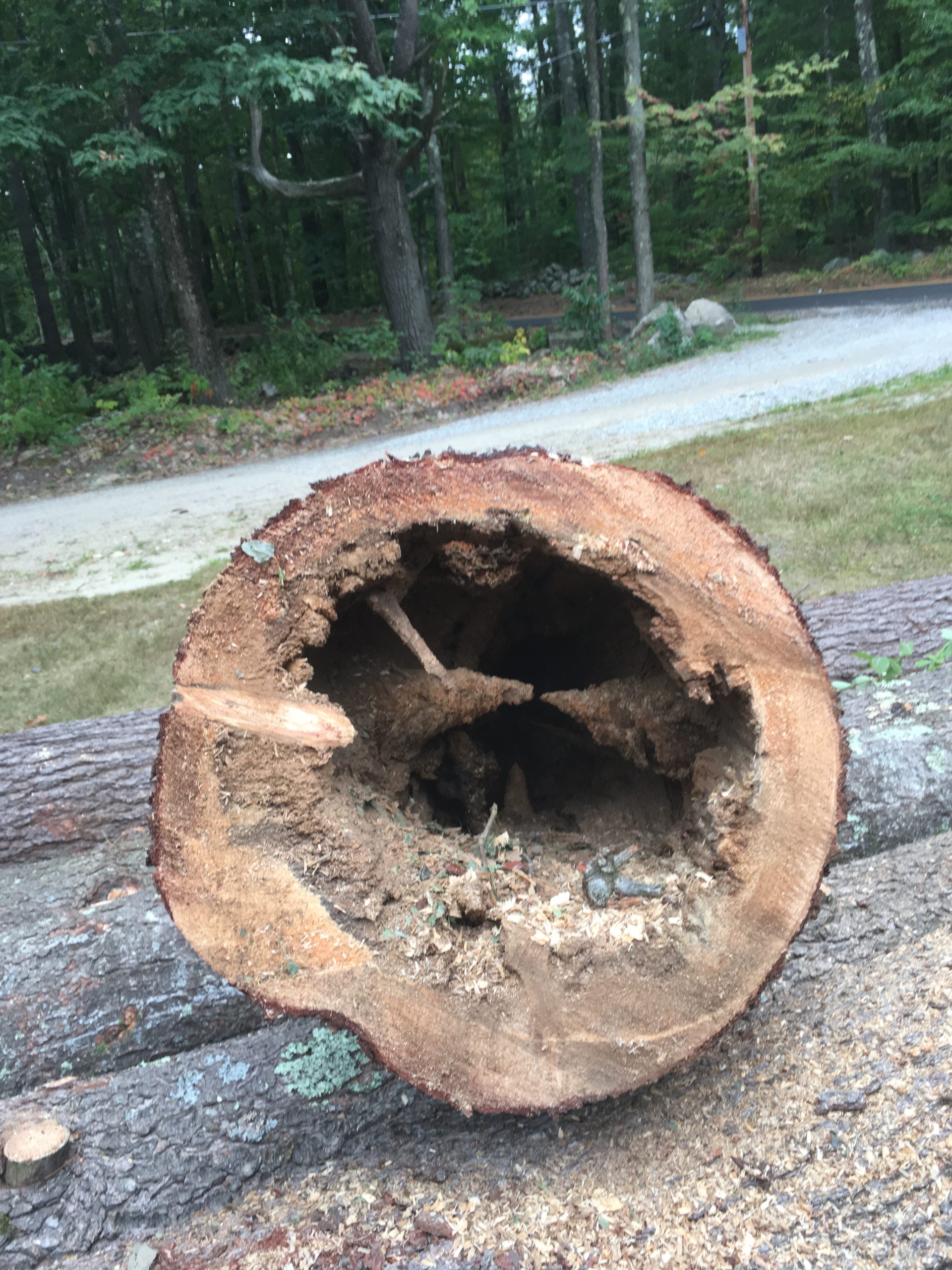 Tree Removal/Hazardous Tree Removal